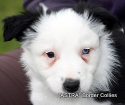 Black and white, male, border collie puppy